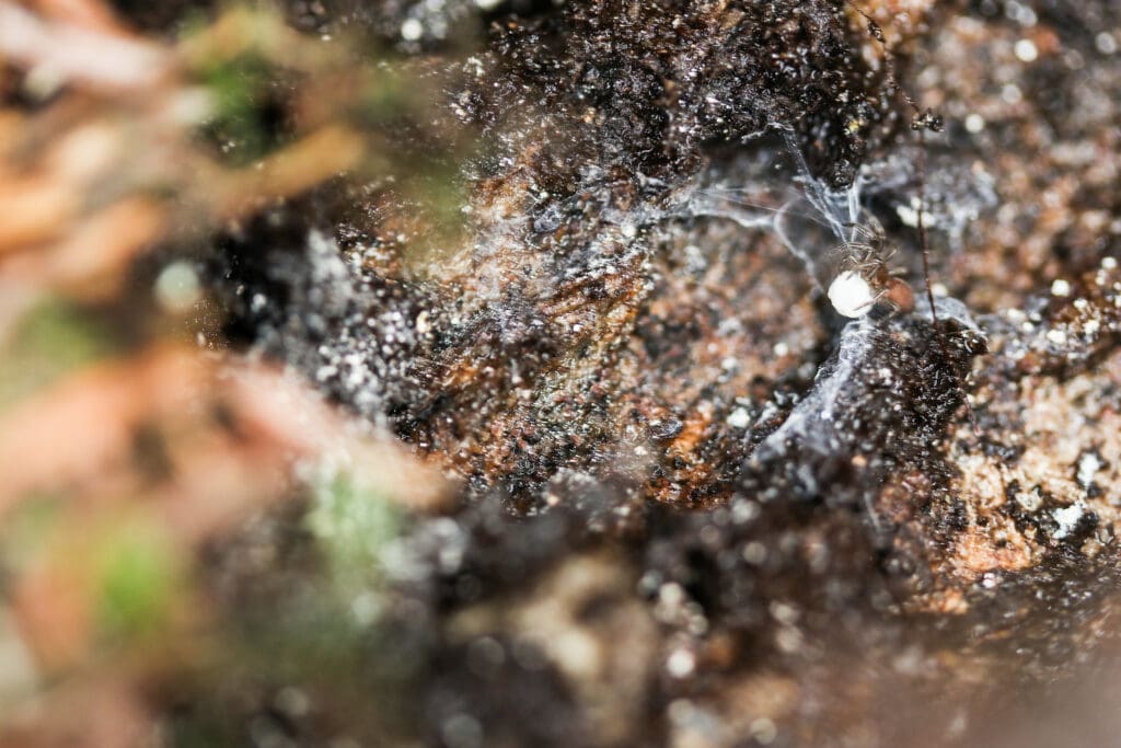 Spruce-fir moss spider with egg sac at web