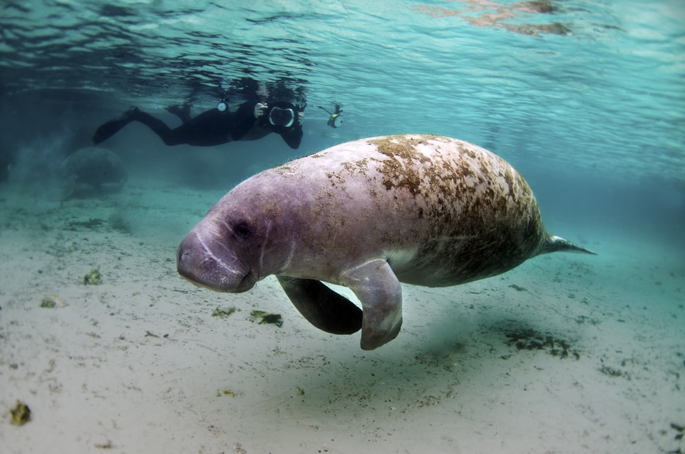 an underwater photographer capturing a West Indian manatee