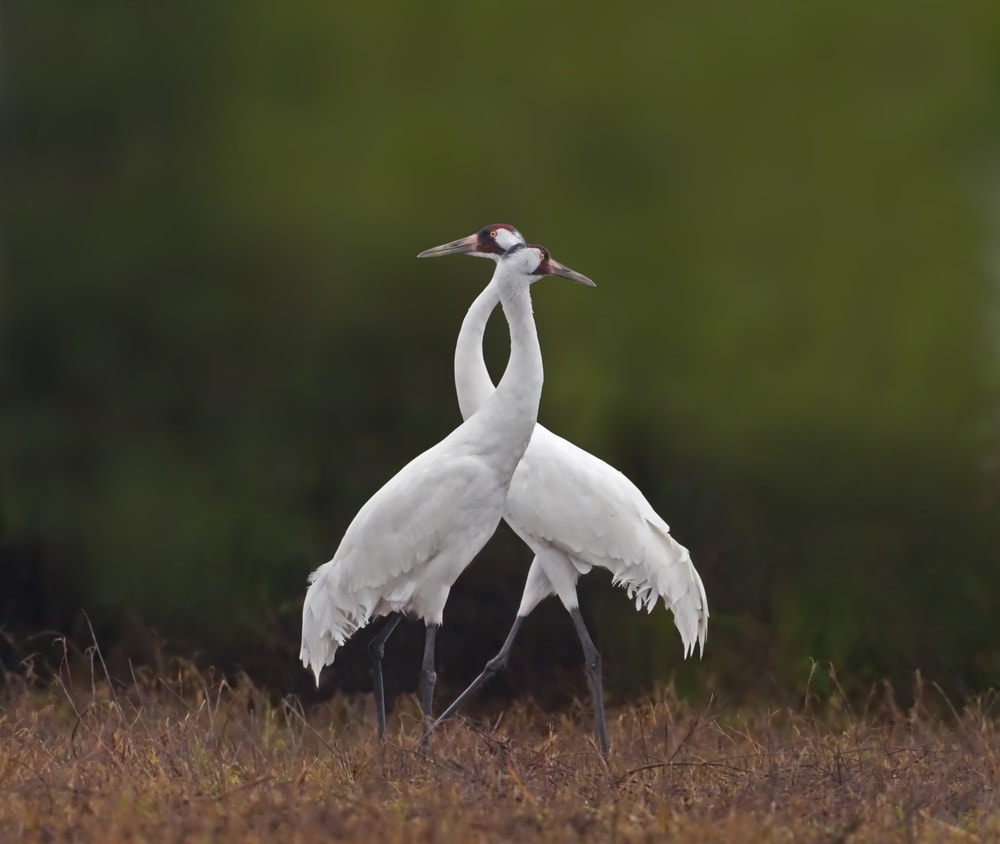 two adult whooping cranes cross in opposite directions