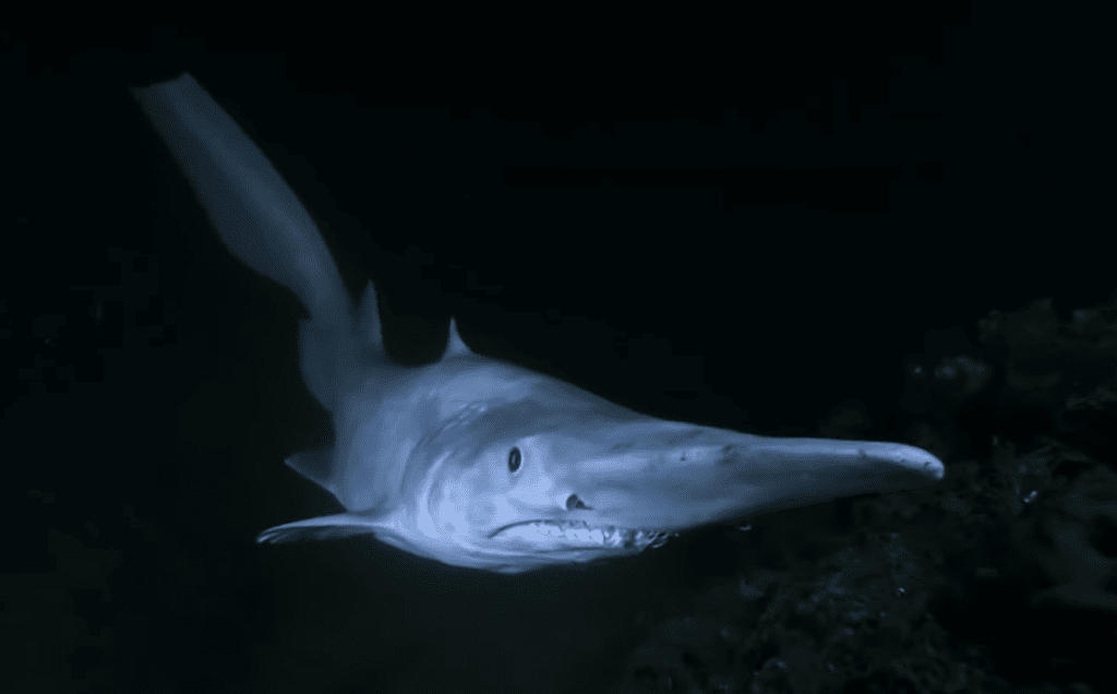 image of a goblin shark in the deep sea