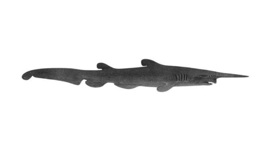 black and white image of a goblin shark