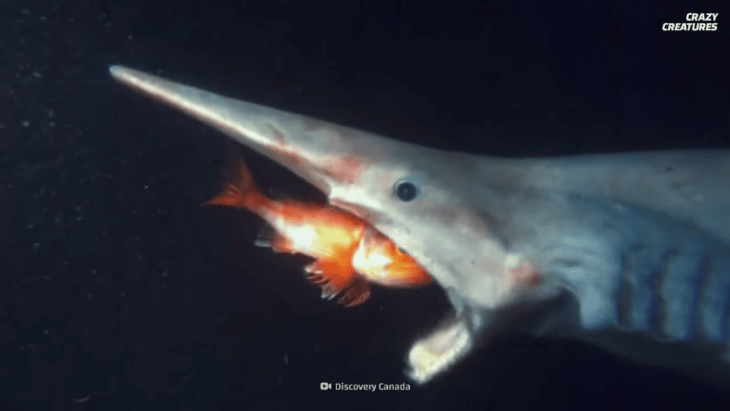 image of a goblin shark devouring a fish