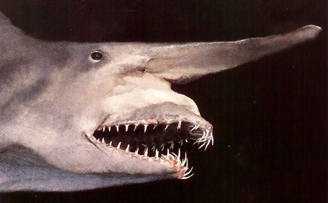close up of the face of the goblin shark showing its exxtended jaw