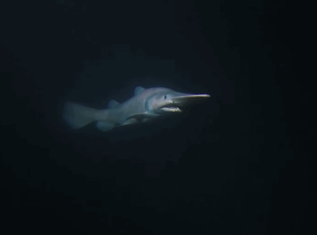image of a goblin shark in the deep sea