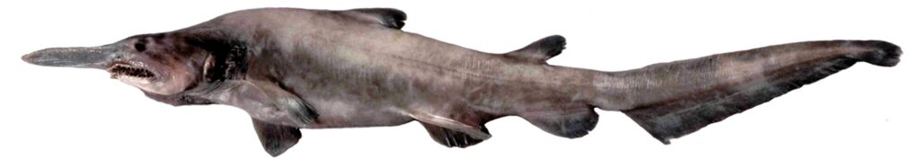 image of a  juvenile goblin shark