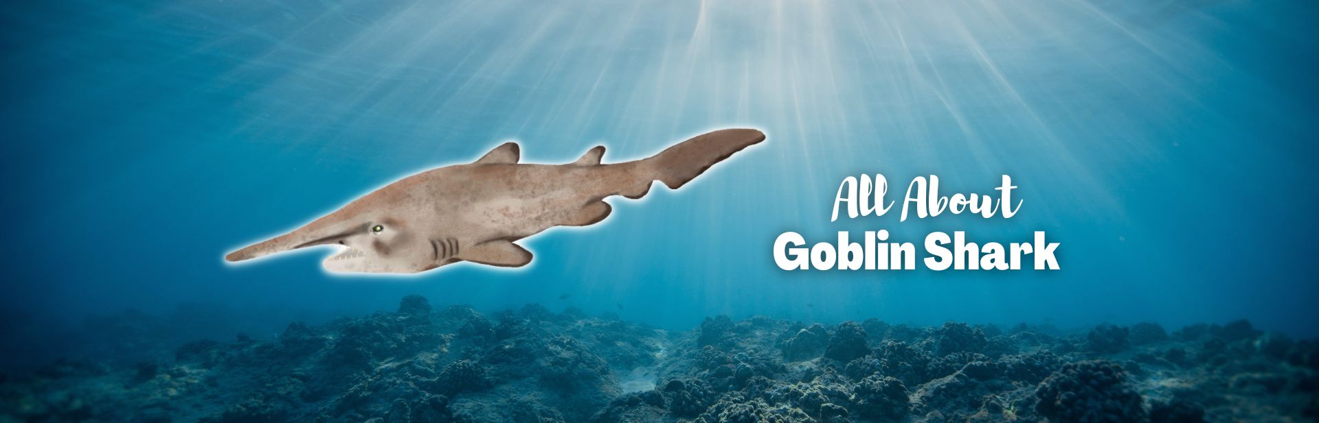 Goblin Sharks: Secrets of The Depths’ Most Bizarre Predators