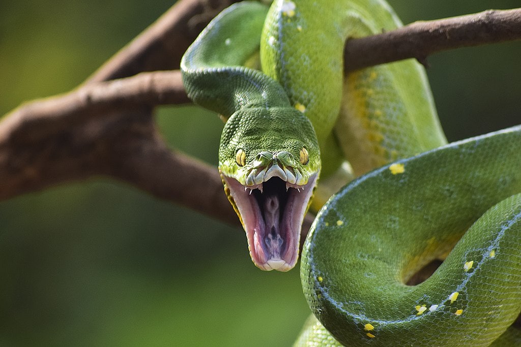 a green tree python with its mouth opened