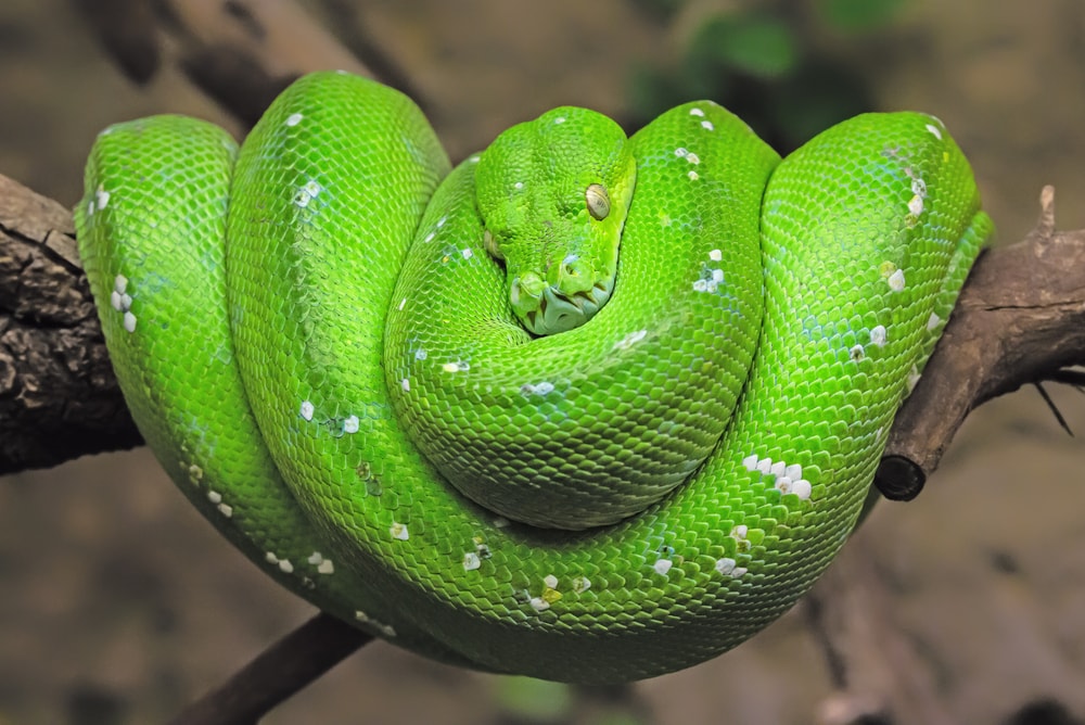 a green tree python with with white patches 