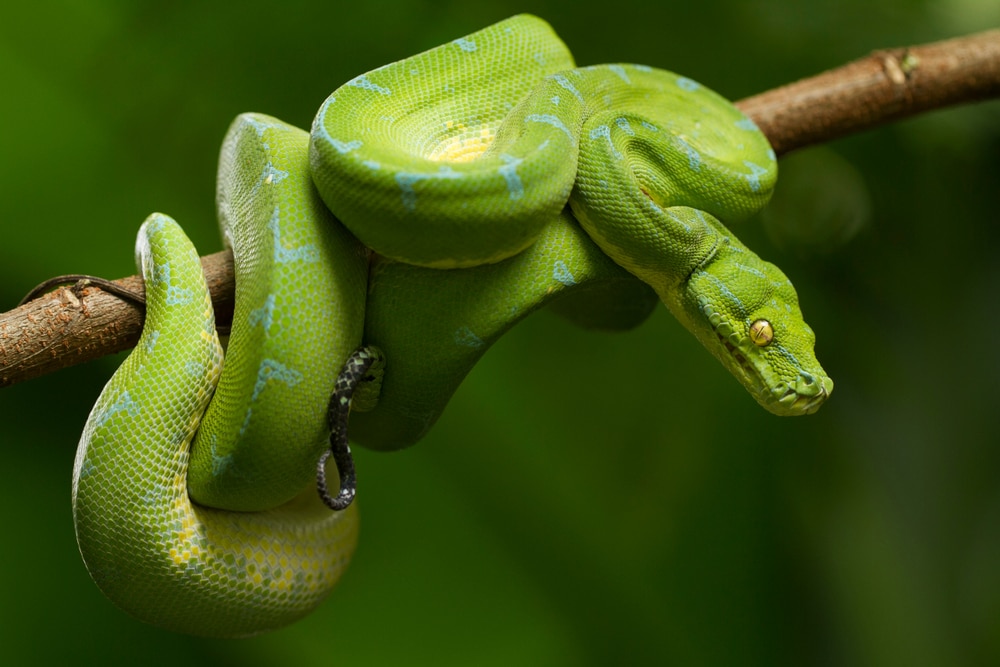 a green tree python with blue patches coiled on a tree branch