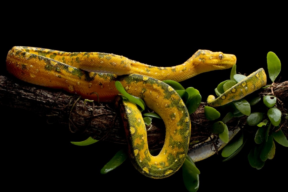 a juvenile green tree python starting to show green skin 