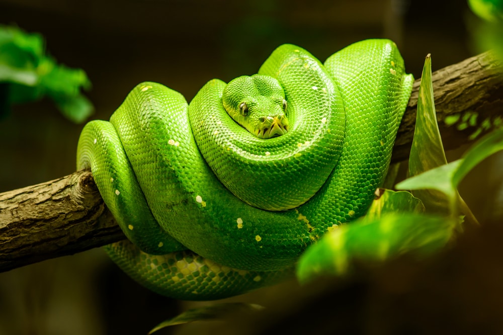 a green tree python coiled in a tree branch