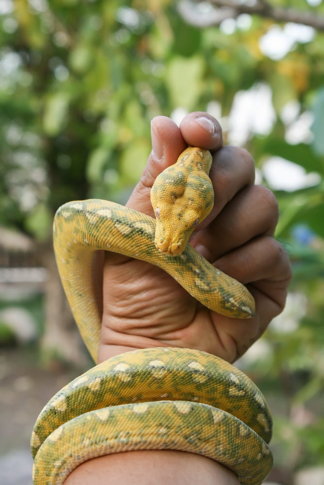 holding a juvenile green tree python in ine hand
