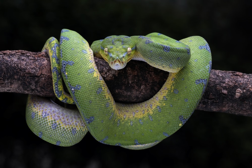 green tree python with blue patches coiled on a branch