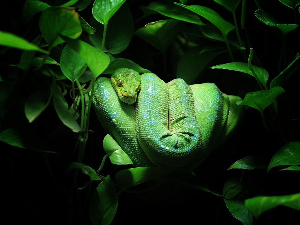 a green tree python coiled behind the leaves 