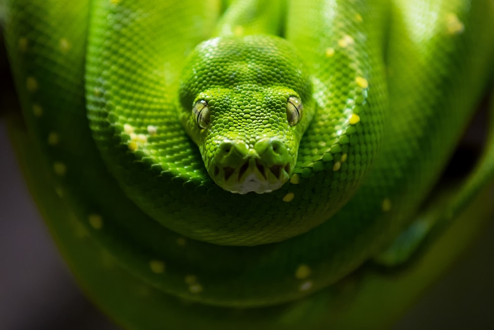 close up of a green tree python with yellow patches