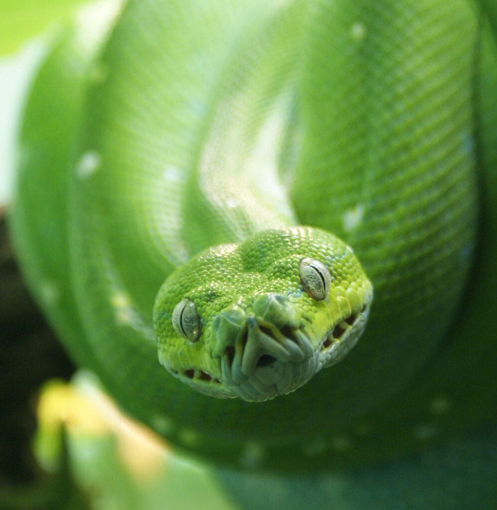 close up of the face of a green tree python showing its labial pits
