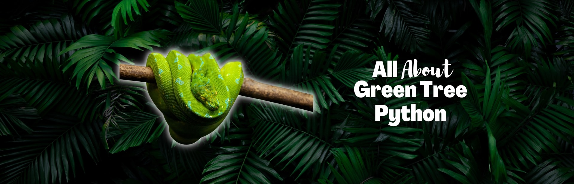 Meet the Green Tree Python: Verdant Beauty of the Rainforest