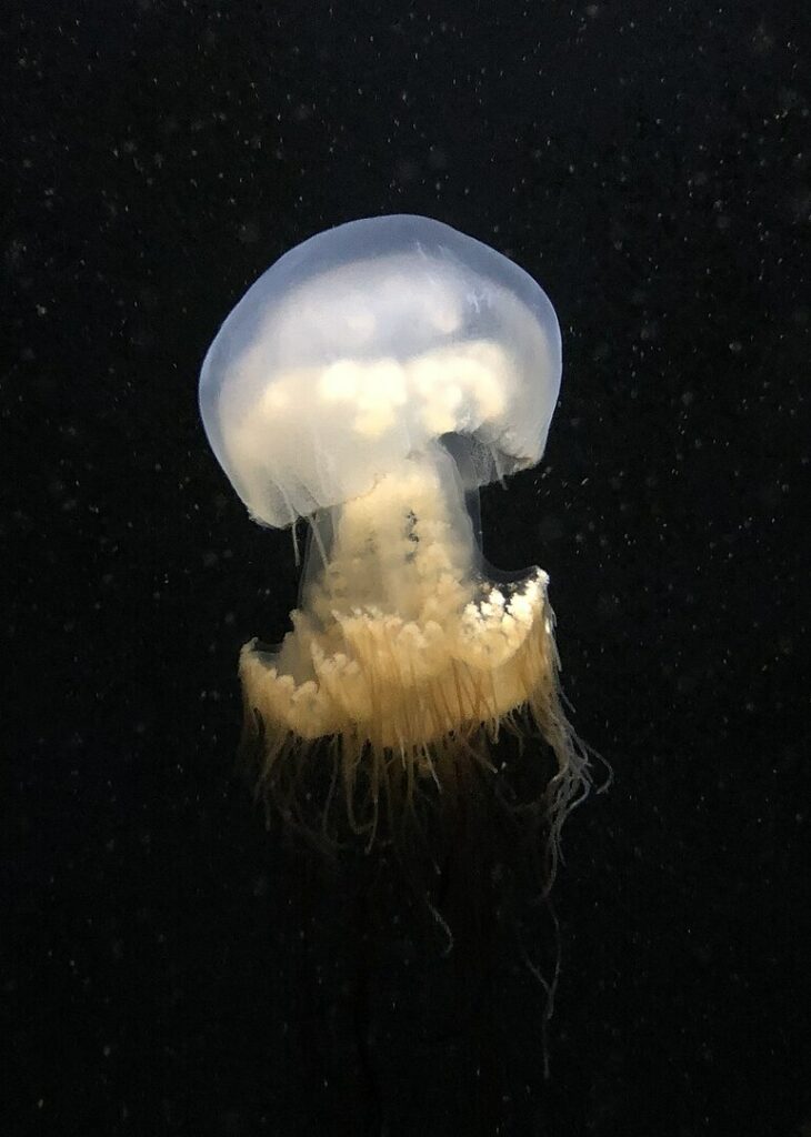 image of a Nomura jellyfish on a black background