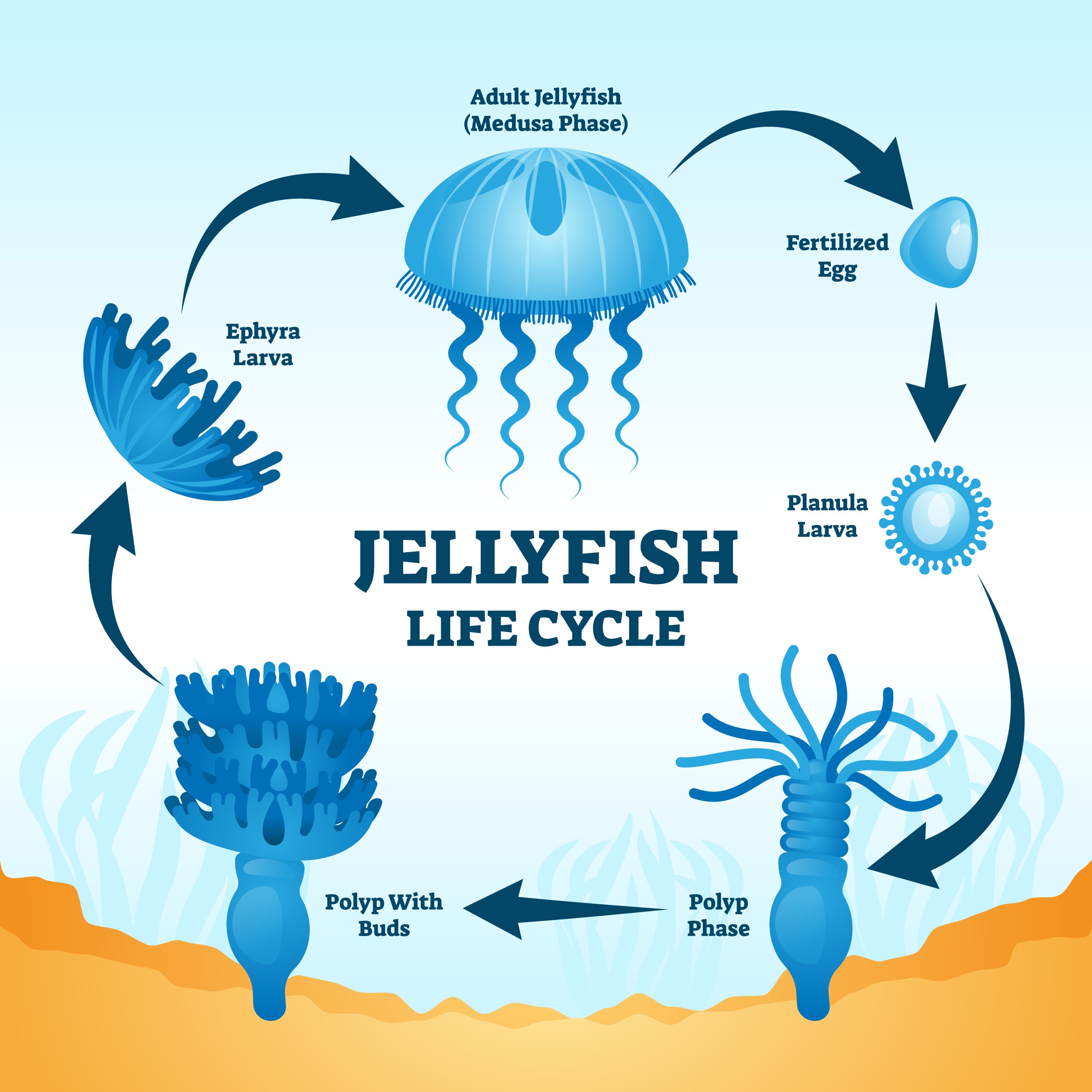 image of a jellyfish lifecycle