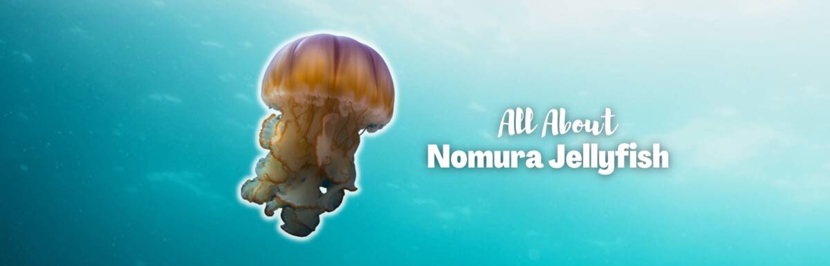 Nomura jellyfish featured image