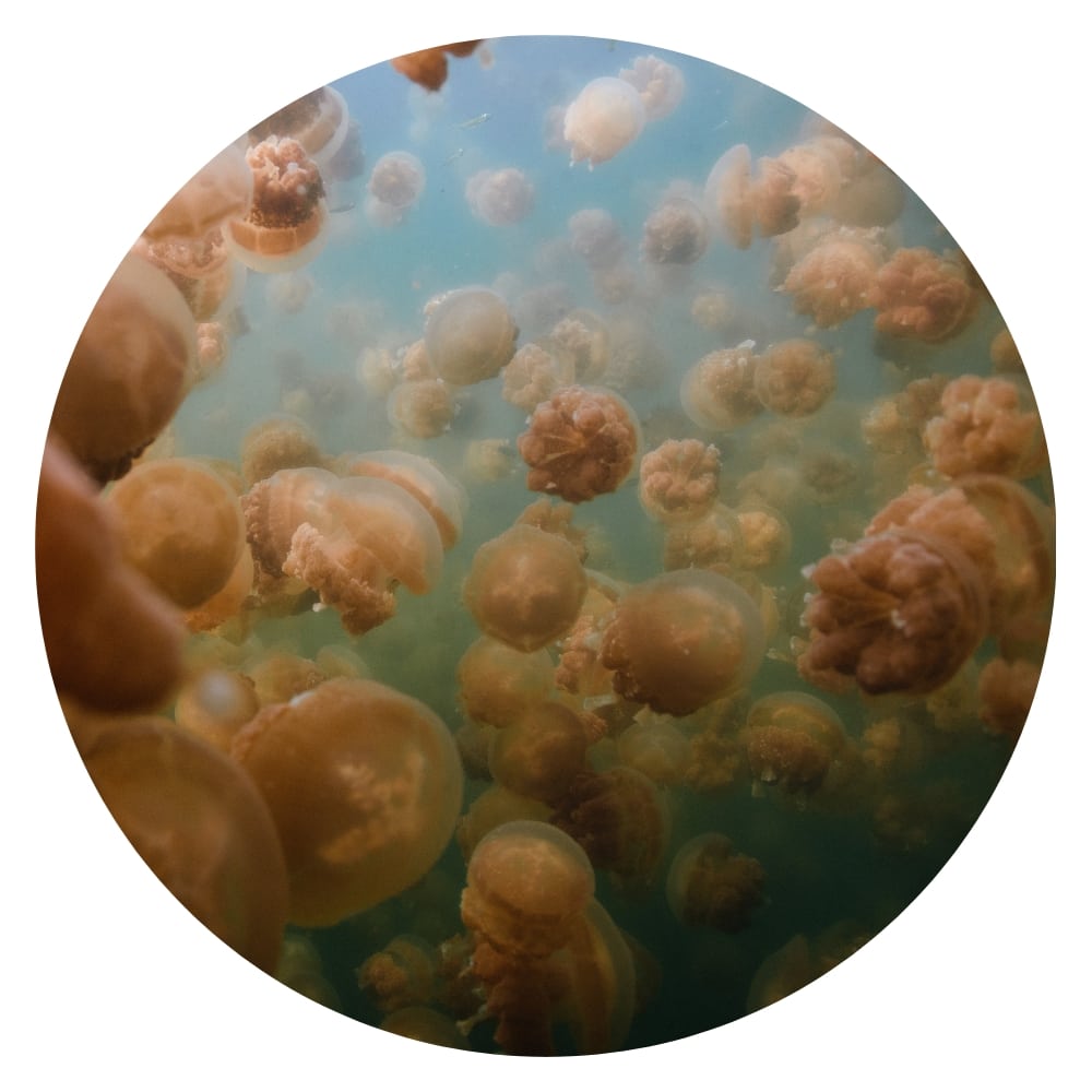 bloom of jellyfish underwater