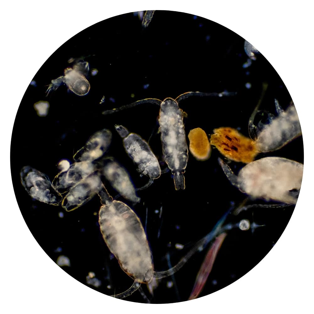 microscopic image of a zooplankton