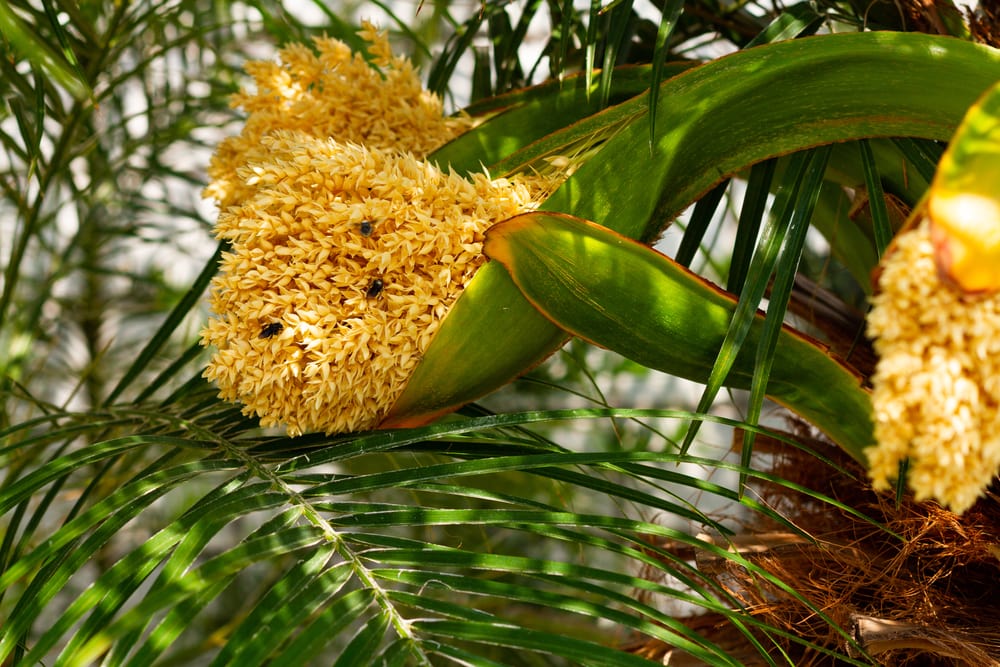 Flowers from a Pygmy Date Palm
