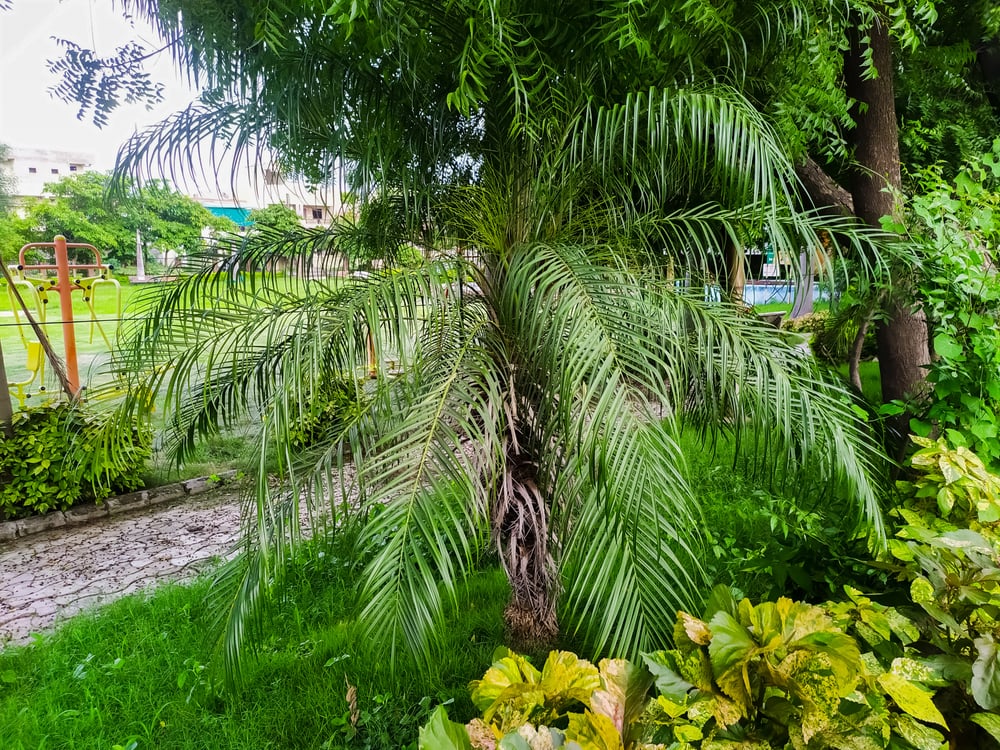 Pygmy palm date tree inside a playground