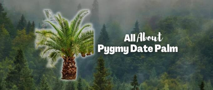 Pygmy date palm featured image