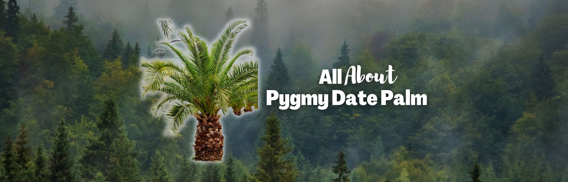 Pygmy Date Palms: Exploring their Beauty, Uses & Benefits
