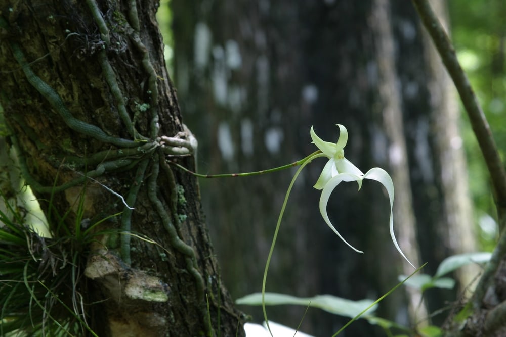image of an  American Ghost Orchid in bloom