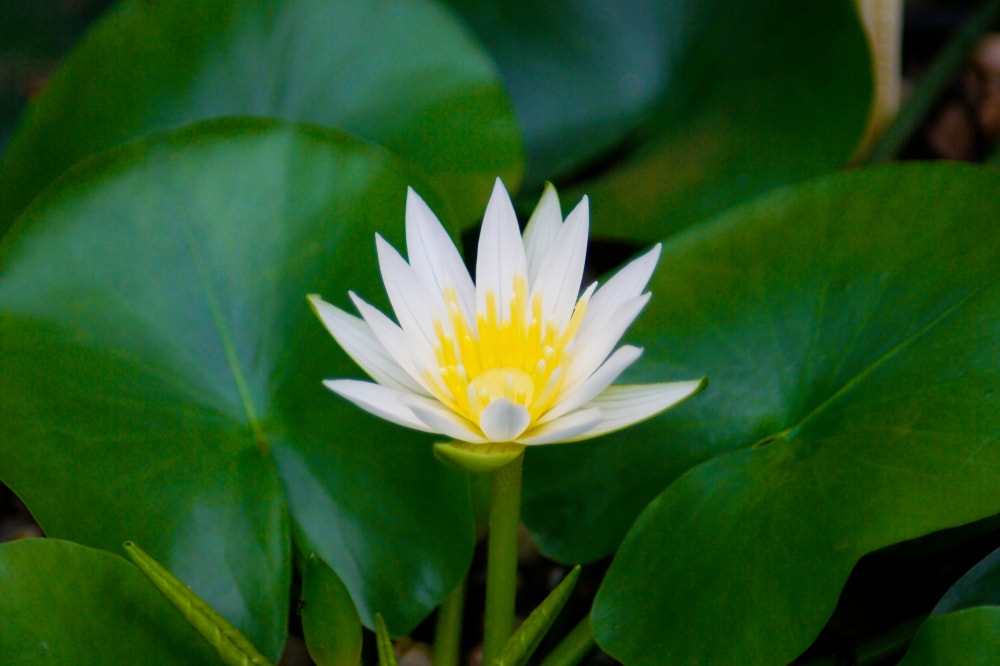 image of a Pygmy Rwandan Waterlily against background with green leaves