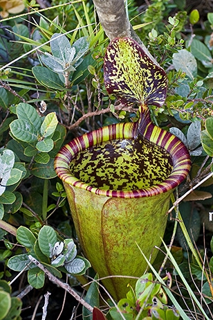 image of a Attenborough's pitcher plant