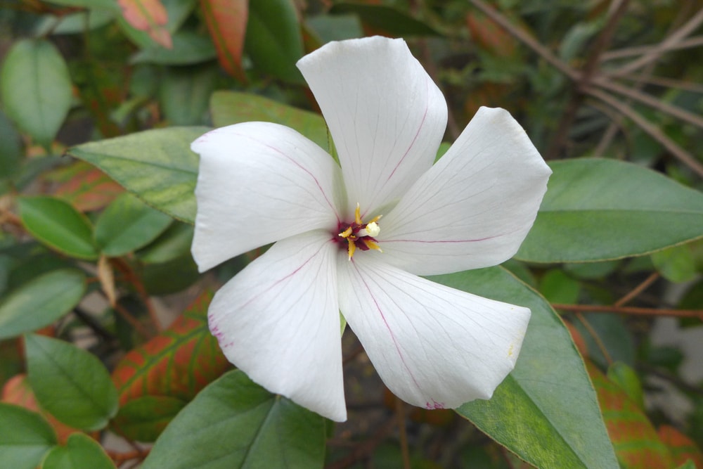 close up image of a a Saint Helena redwood flower