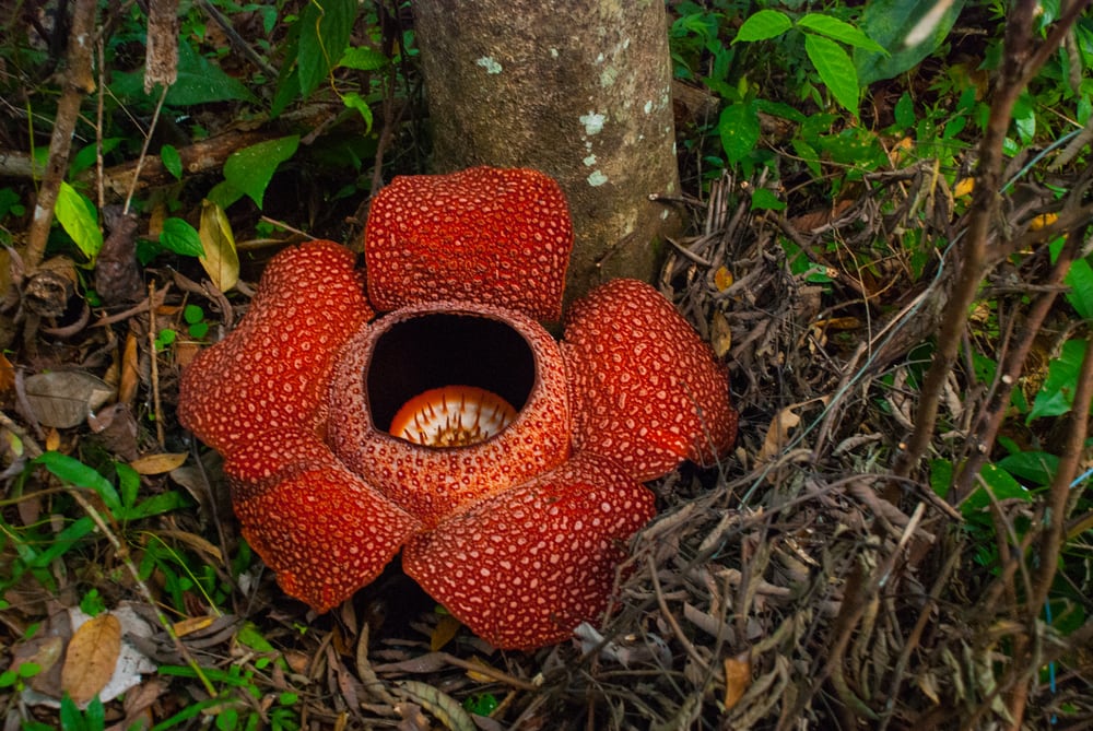 image of the Stinking Corpse Flower - the stinkiest flower on Earth