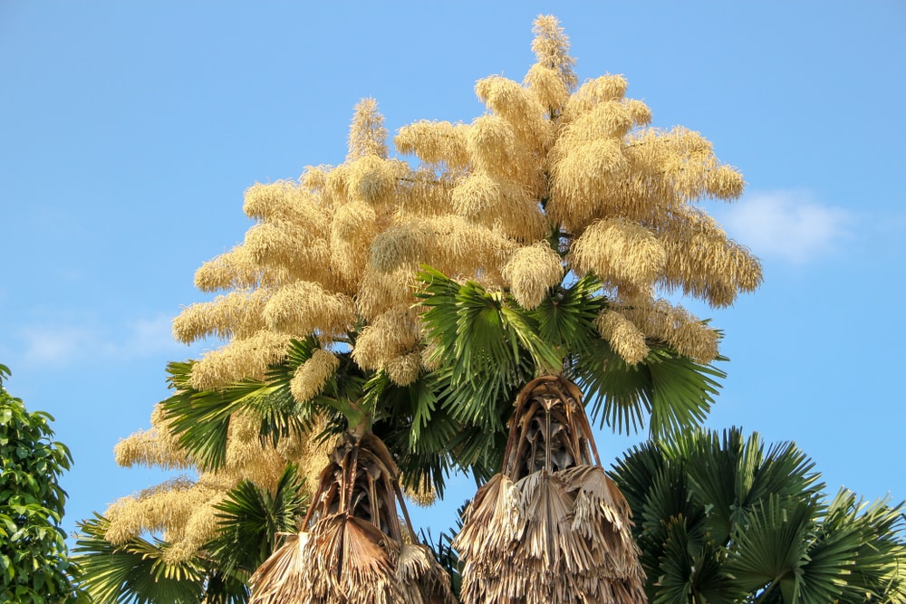 image of a flower of a Talipot palm
