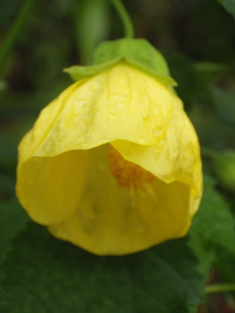 close up image of a  Yellow Fatu flower