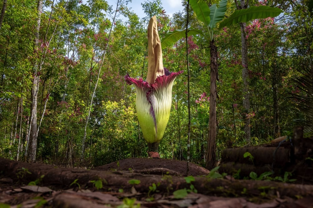Image of a rare corpse flower in the middle of the forest