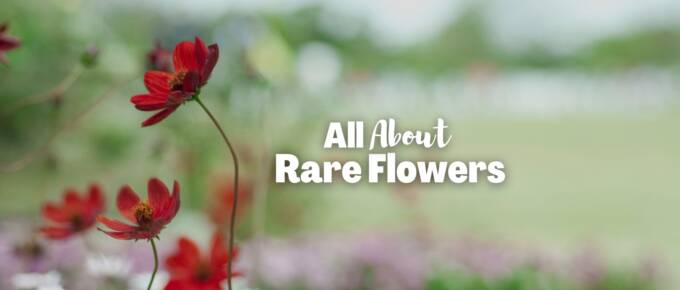 rare flowers featured image