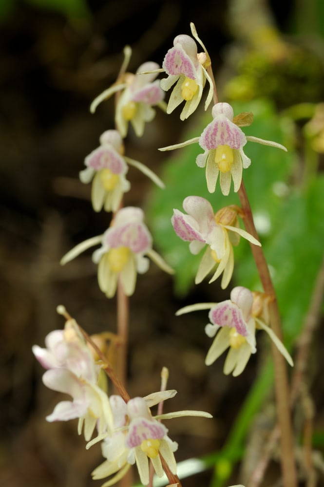 close up image of flowers of a ghost orchid
