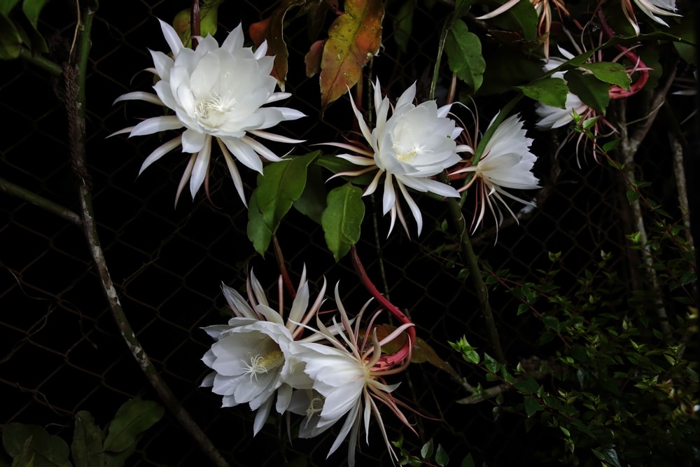 image of a Kapudul flower or also commonly known as queen of the night flower 