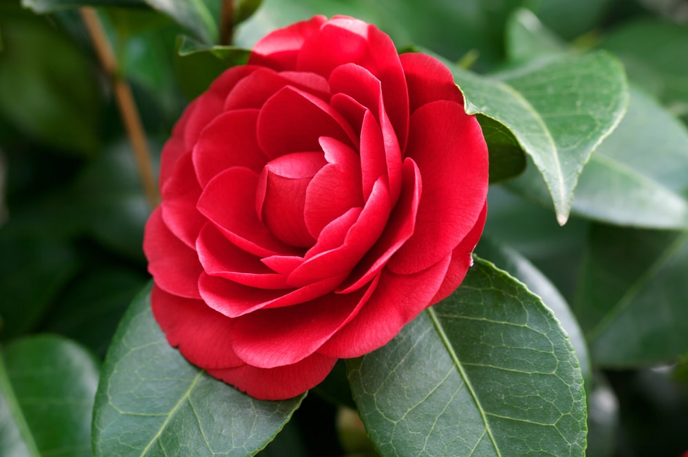 close up of middlemist red camellia on green leaves