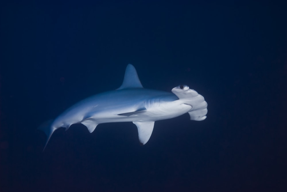 Scalloped Hammerhead Shark alone in the ocean in the middle of the night
