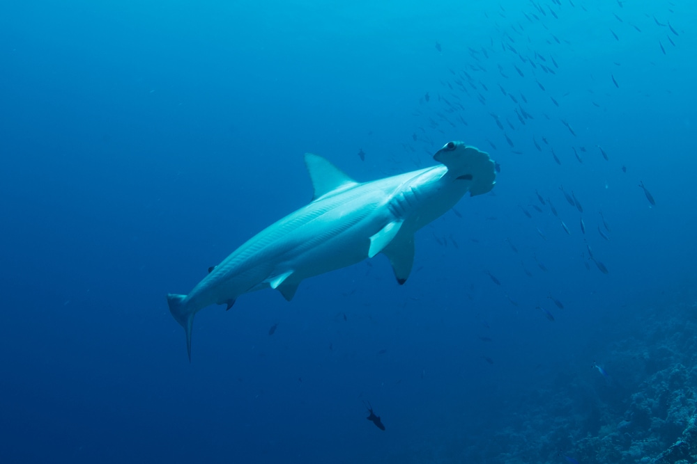 Scalloped Hammerhead shark chasing fish in the ocean
