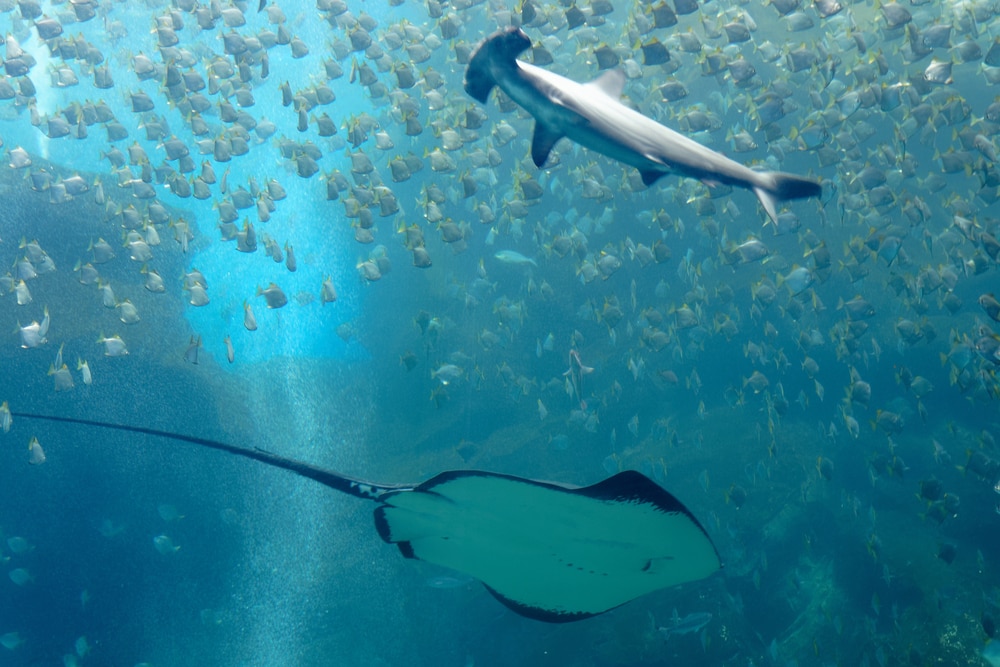 Stingray swimming across the scalloped hammerhead sharks
