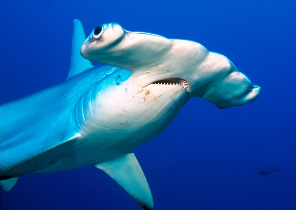 Close up photo of the eyes of a scalloped hammerhead shark