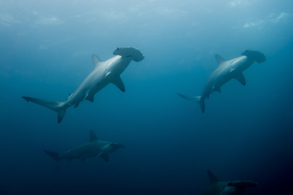 Scalloped Hammerheads going up the surface of the ocean