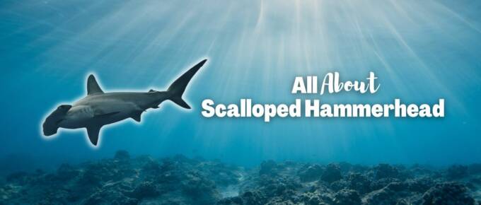 Scalloped hammerhead featured image
