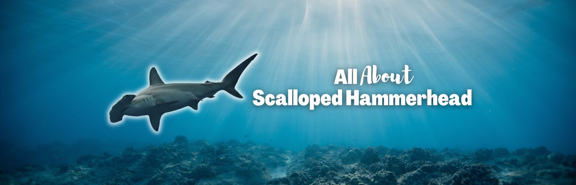 Scalloped Hammerhead Sharks: A Deep Dive Into These Endangered Ocean Predators