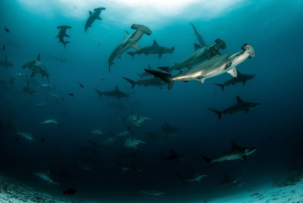 Group of Scalloped Hammerhead swimming in the dark ocean